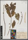 Foto von Salix aegyptiaca L. x Salix caprea L.